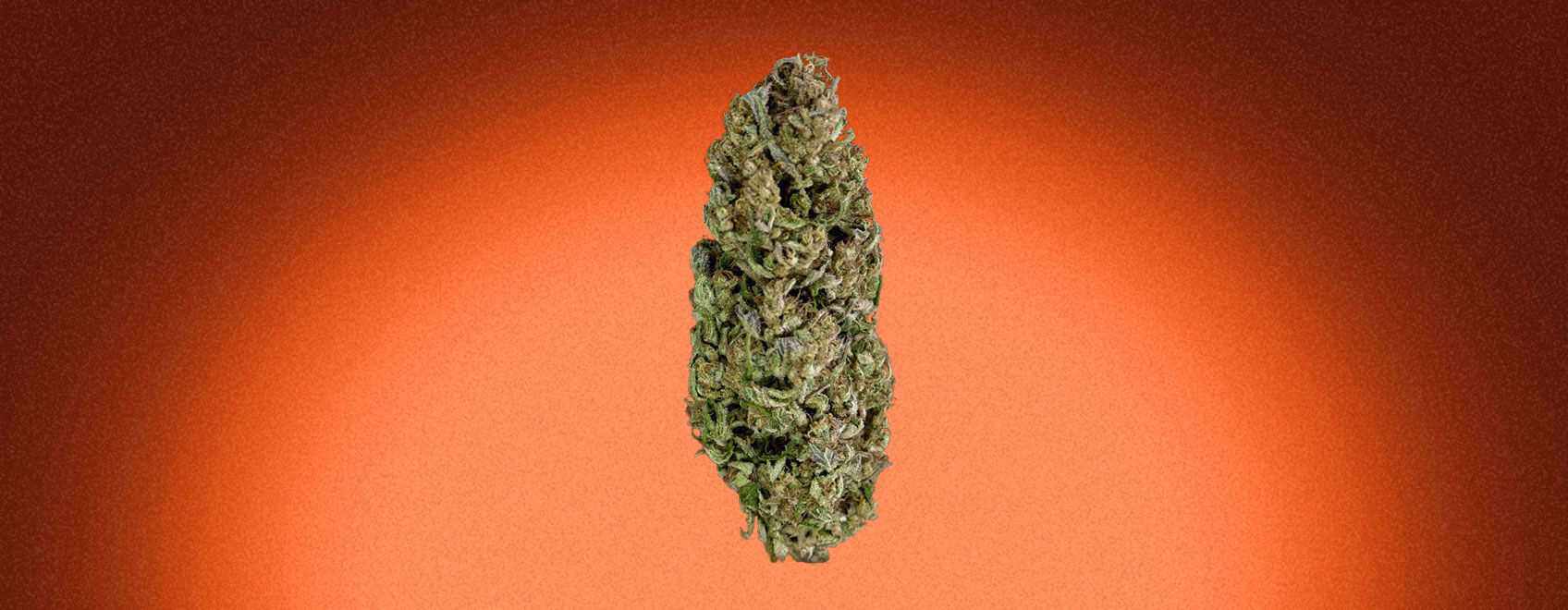 Tangie: Una sativa estimulante y cítrica - RQS Blog
